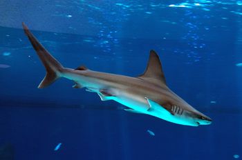 Illustrative image of a shark