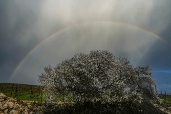 קשת בענן בגבול לבנון, ארכיון