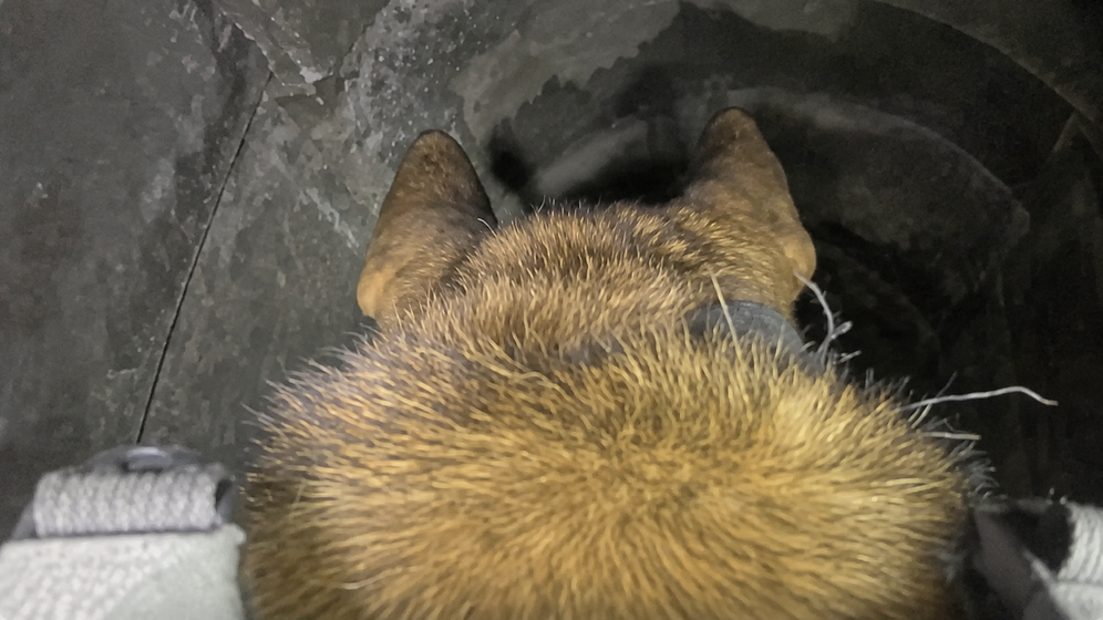 Screeshot X / Tsahal Un chien de l’unité Oketz avec une caméra embarquée guide Tsahal vers un tunnel du Hamas rempli de roquettes