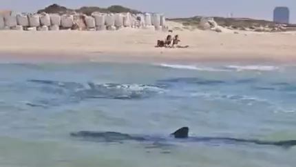 Shark Attack Reported in Hadra, Resue Worsers Searching for Diver