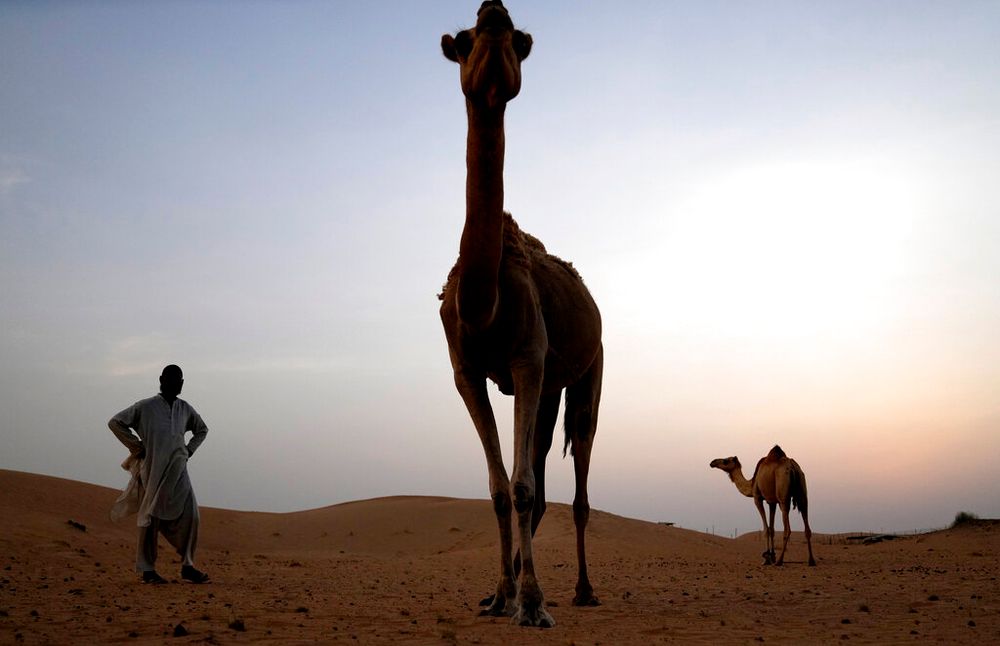 Pakistani camel keeper Asdollah watches his camels, in the Al Marmoom desert, southeast of Dubai, United Arab Emirates.