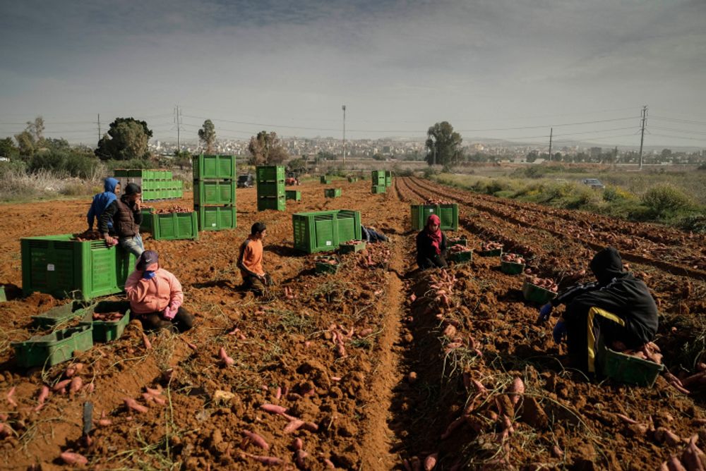 Des adolescents cueillent des patates douces dans un champ près de Nir-Israël, le 23 novembre 2016