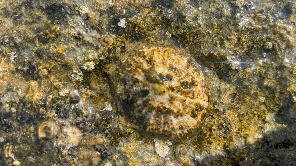 קונכיית צלחית על סלע חוף