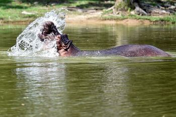 شوهدت أفراس النهر في متنزه Hacienda Napoles الترفيهي ، الذي كان في يوم من الأيام حديقة الحيوانات الخاصة لزعيم المخدرات بابلو إسكوبار في مزرعته في نابوليس ، في دورادال ، مقاطعة أنتيوكيا ، كولومبيا في 12 سبتمبر 2020. اشترى إسكوبار أربعة أفراس النهر من حديقة حيوانات في كاليفورنيا وطار بها إلى مزرعته في أوائل الثمانينيات. تركوا لأنفسهم في عزبة نابوليس الخاصة به ، وقد تربوا ليصبحوا من المفترض أن يصبح أكبر قطيع فرس النهر البري خارج إفريقيا - فضول محلي وهاكتس.