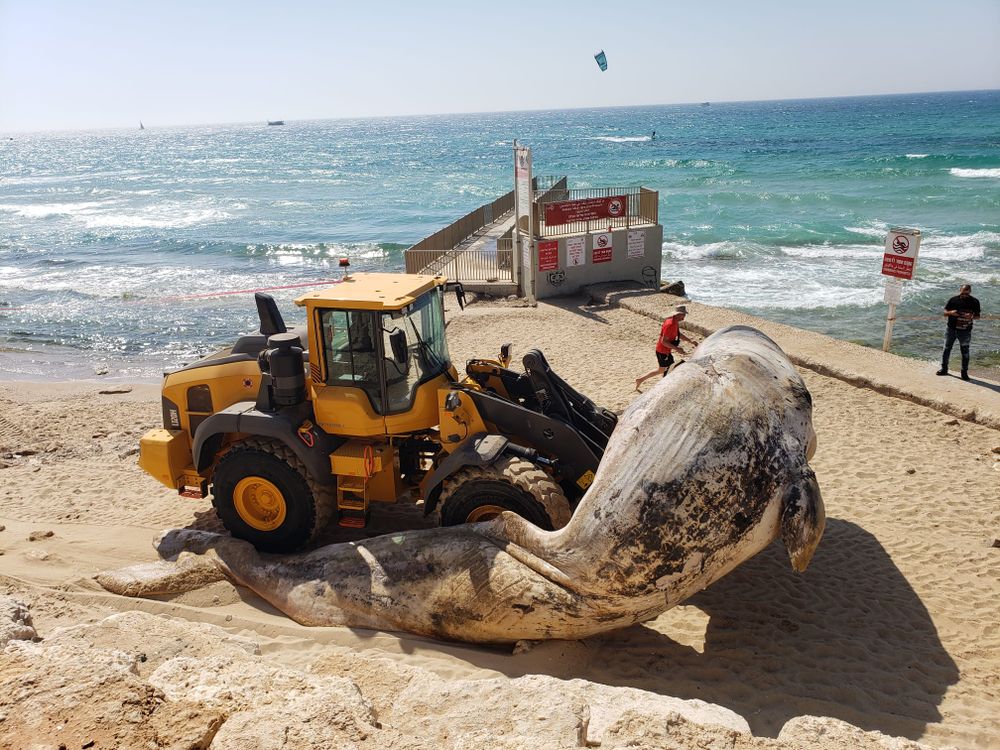 Israeli authorities clearing away the carcass of a dead whale from a beach in Tel Aviv, May 20, 2022.
