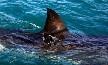 Great white shark in South Africa, archive