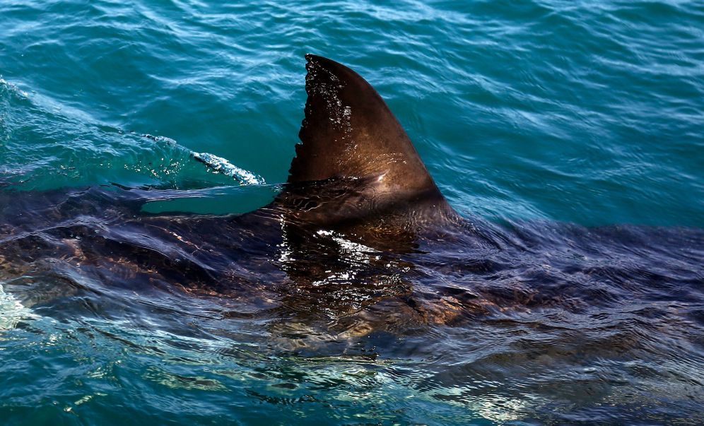 Great white shark in South Africa, archive