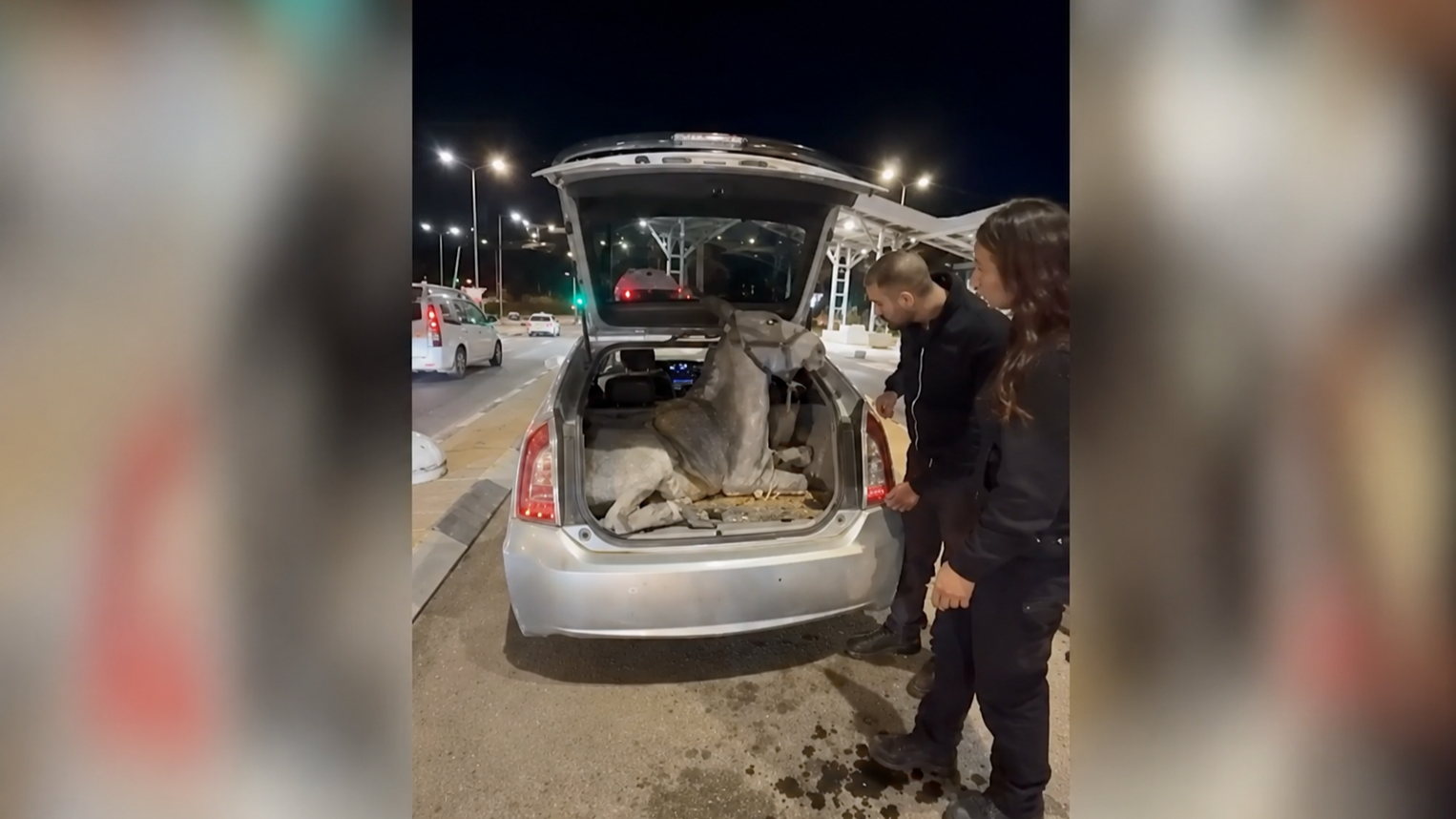 Jérusalem : un âne retrouvé ligoté dans le coffre d'une voiture à un poste de contrôle