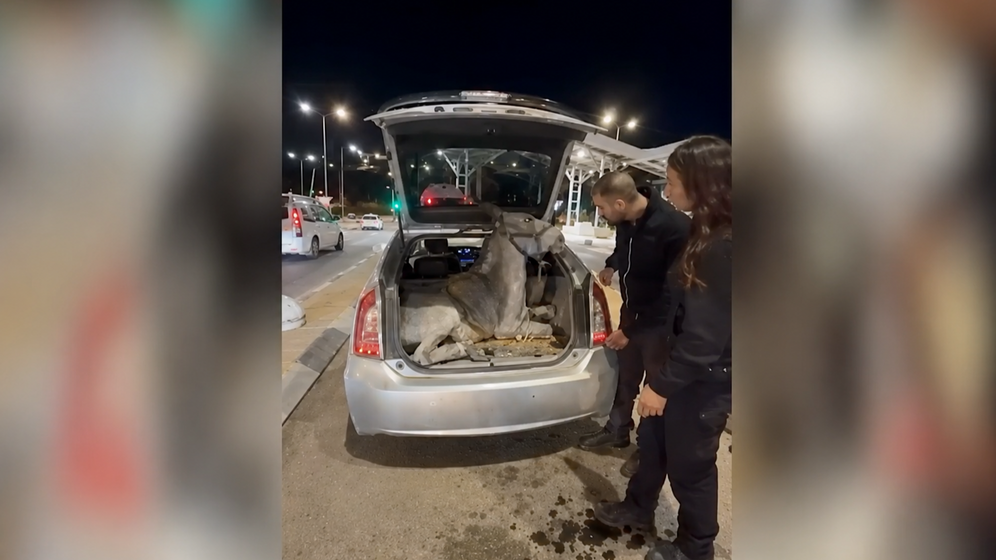 Capture d'écran X Un âne retrouvé ligoté dans le coffre d'une voiture à un poste de contrôle