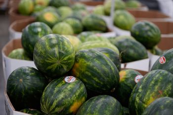 Watermelons are on display at a Sam's Club, Wednesday, Sept. 24, 2025, in Bentonville, Ark. 
