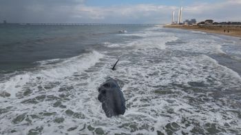The body of a humpback whale washed ashore in Zikim, 24.02.26