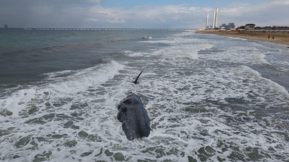 גופת לוויתן ראשתן נשטפה לחוף זיקים, 24.02.26