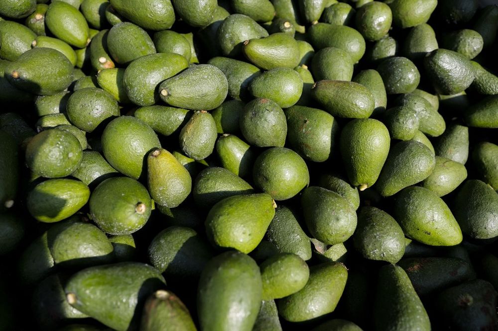 Freshly picked avocados are seen in an orchard at the Afrupro avocado plantation in Tzaneen, South Africa on March 10, 2021.