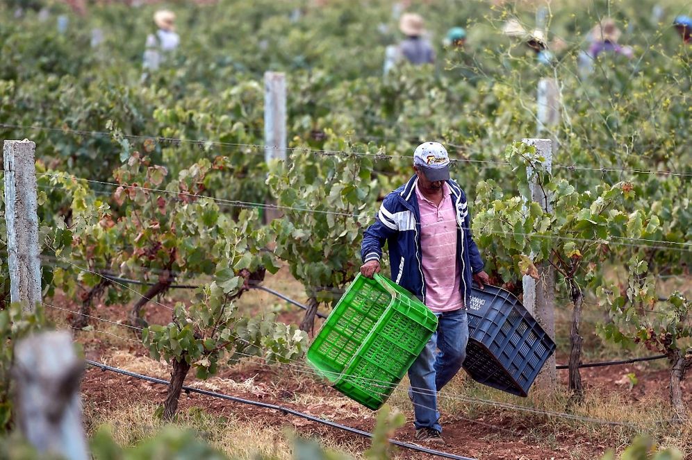 FADEL SENNA / AFP Un agriculteur marocain récolte du raisin au vignoble "Val d'Argan" dans le village d'Ounara, dans la région occidentale d'Essaouira, le 27 août 2018.