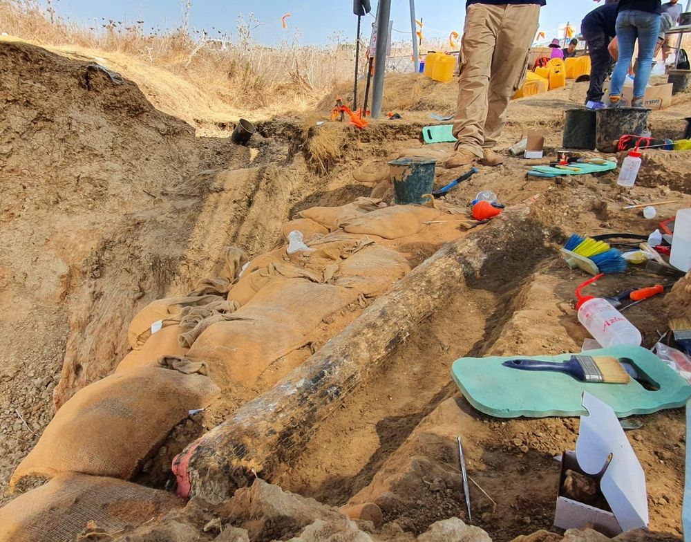 A giant elephant tusk discovered near Kibbutz Revadim in southern Israel.