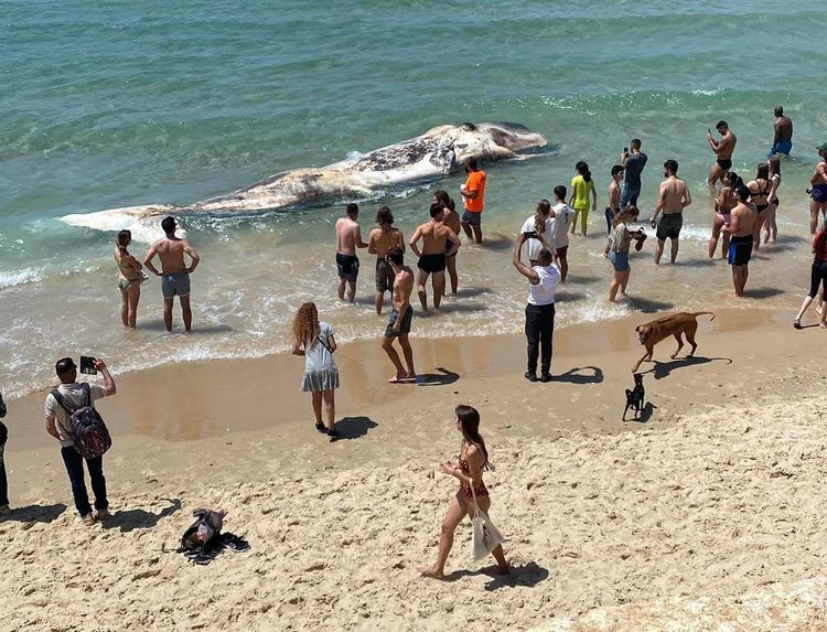 Bathers and passersby gather to look at a whale washed up on Jaffa shore in Tel Aviv on May 20, 2022.