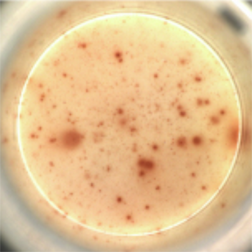 Coloration des cellules modifiées qui sécrètent l'anticorps contre le VIH