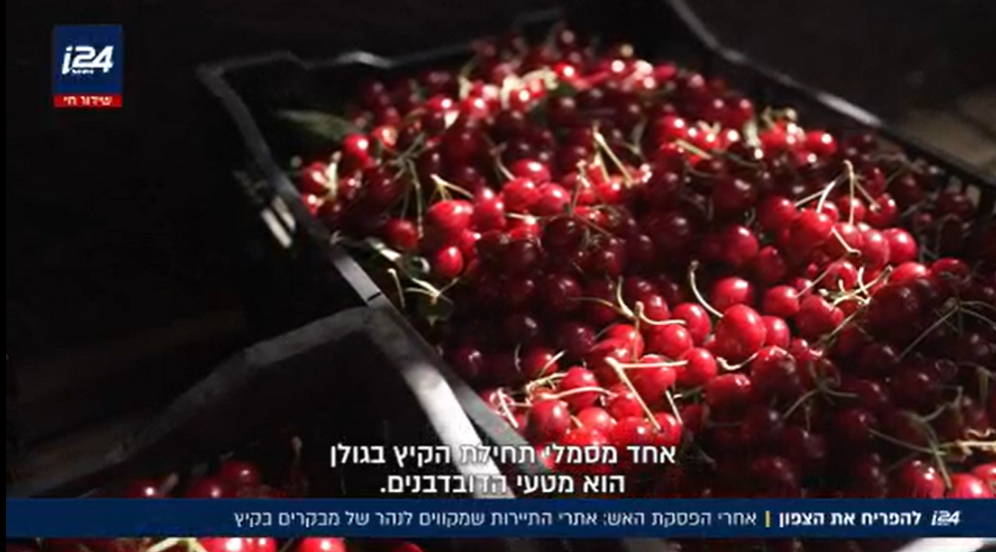 - התקווה הגדולה של האזור נשענת על עונת קטיף הדובדבנים והאטרקציות הייחודיות של היישוב אודם