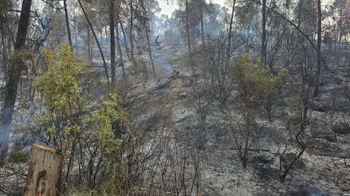Burned forest seen in the Jerusalem area