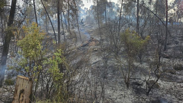 Incendies dans la région de Jérusalem, le 24.04.2025