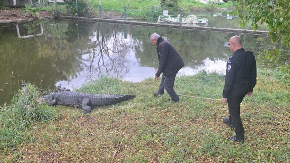 إسرائيل تدرس بناء سجن محاط بالتماسيح: ضباط يزورون مزرعة بعد اقتراح بن غفير