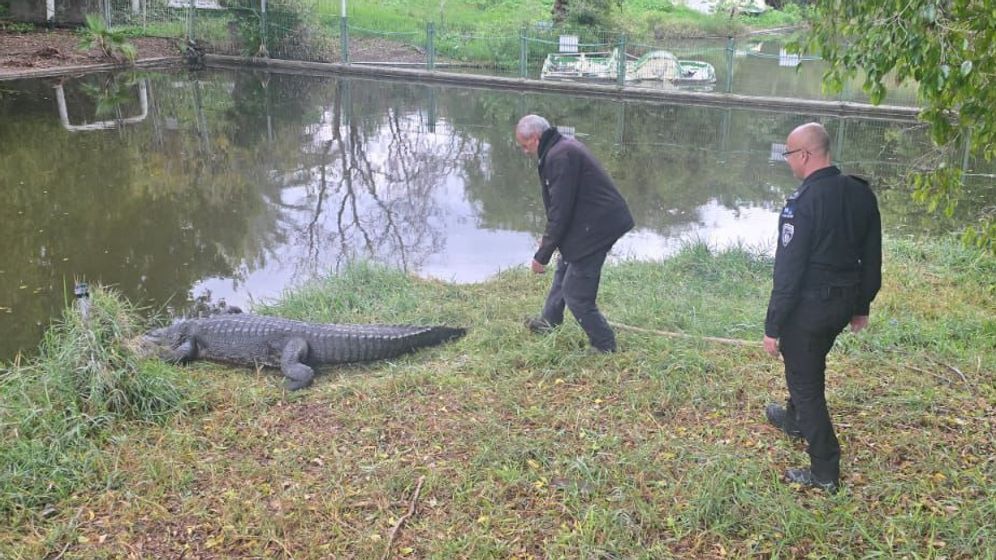 نائب مفوض مصلحة السجون الإسرائيلية في جولة تفقدية لمزرعة التماسيح في حيمات غادير