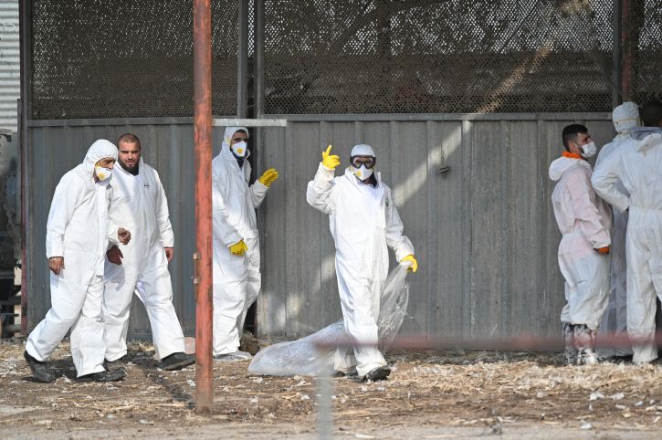 Avian Flu Spreads To Organic Farm In Northern Israel - Vimarsana News