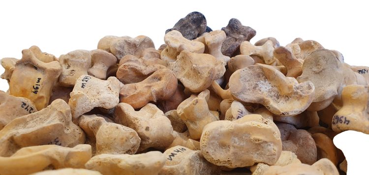 A collection of rare 'astragali' - animal knuckle bones, discovered in southern Israel's ancient city of Maresha.