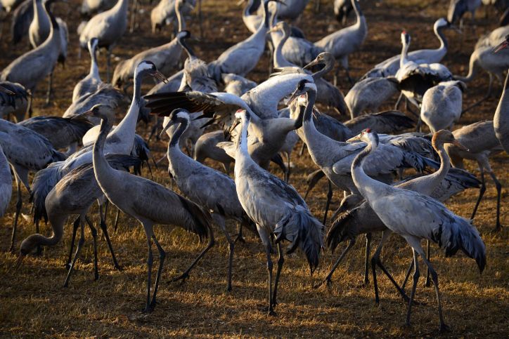 Israel: 1 In 5 Cranes Infected With Avian Flu In Hula Valley - Vimarsana News