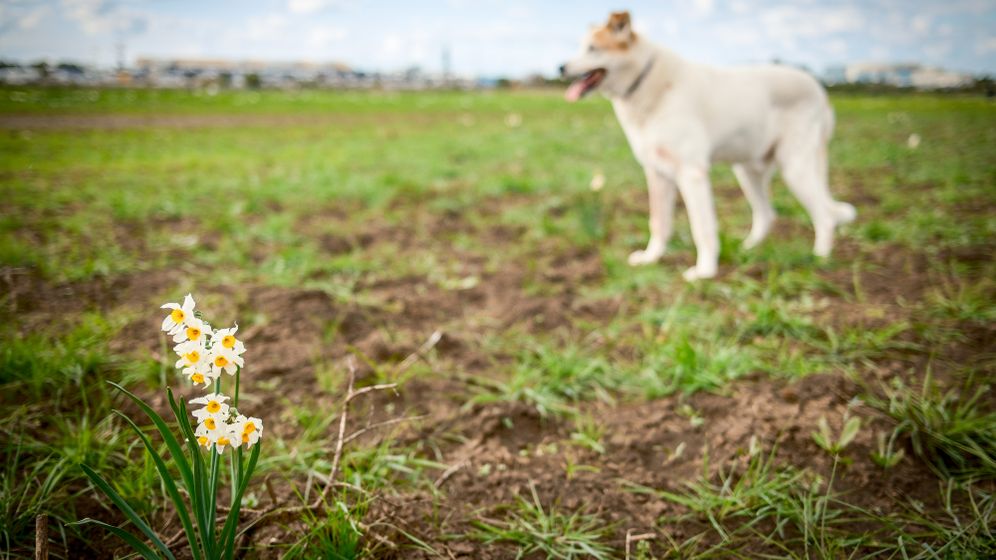 חורשת הנרקיסים בגלילות, מזג אוויר