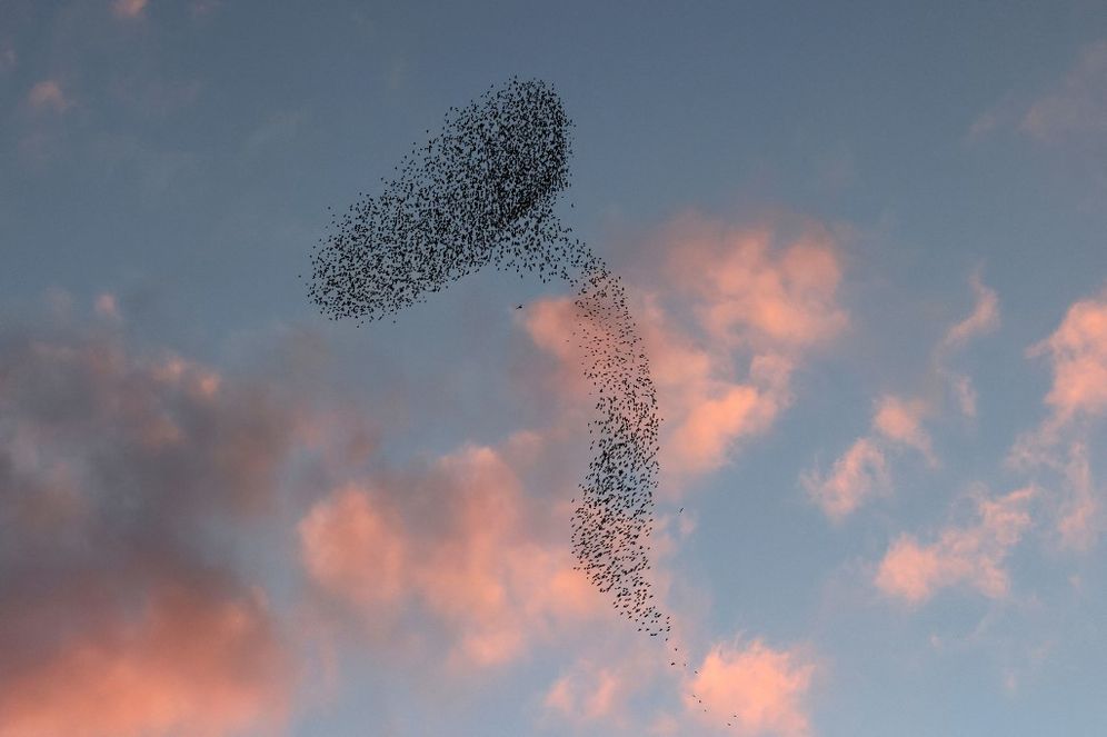 Starlings performing their traditional dance near the southern Israeli city of Be'er Sheva, on February 1, 2022.