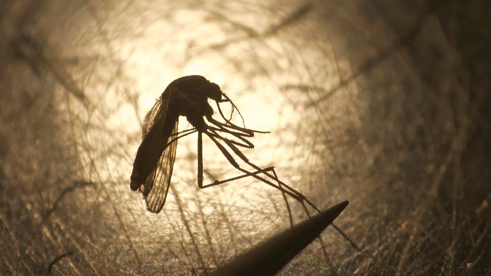 AP Des moustiques porteurs du virus du Nil