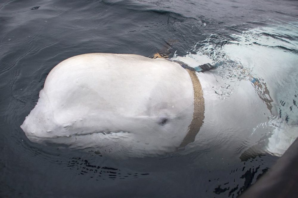 A white Beluga whale wearing a harness off the coast of northern Norway.