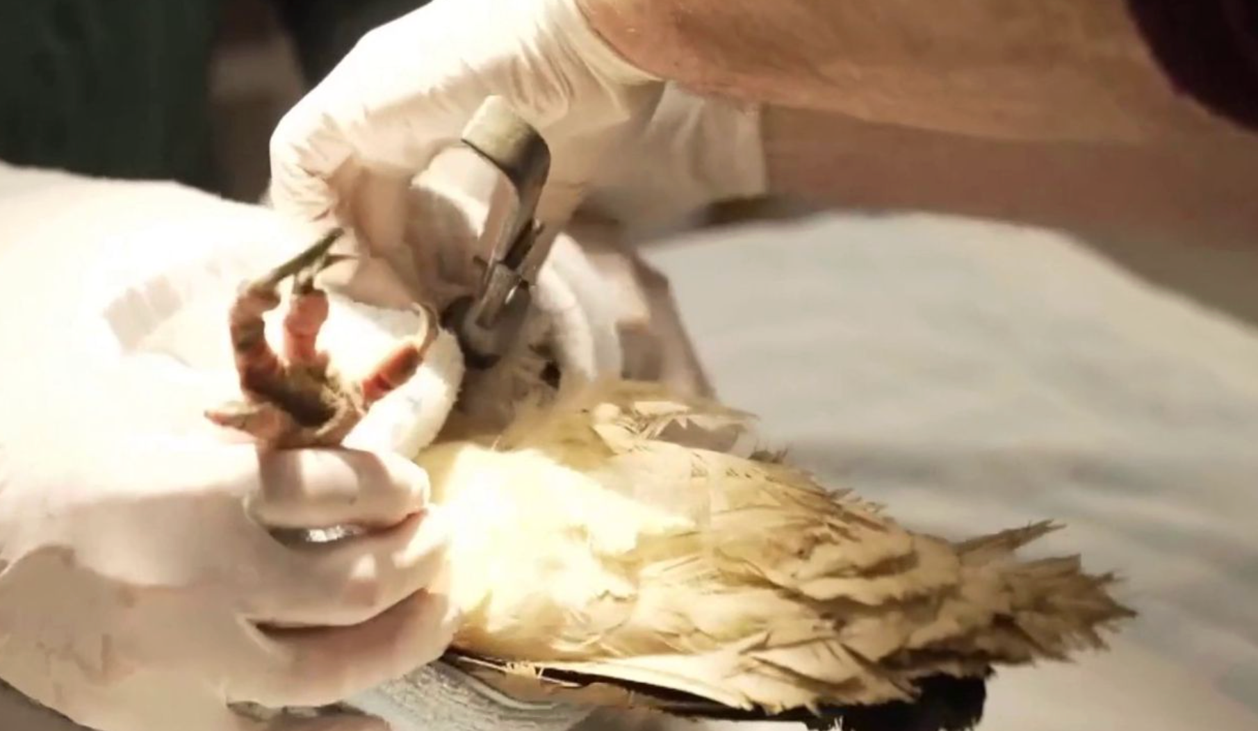 Innovative prosthetic gives endangered Egyptian Vulture a second chance