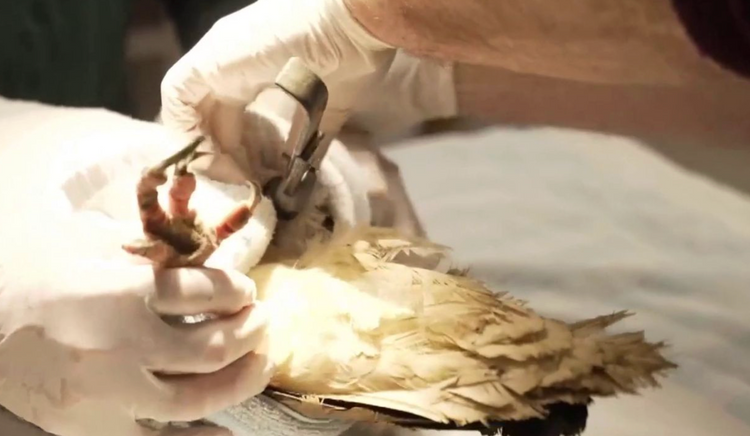 Innovative prosthetic gives endangered Egyptian vulture a second chance