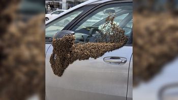 أسراب النحل في نيفوت 15.4.26