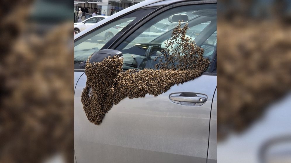 أسراب النحل في نيفوت 15.4.26