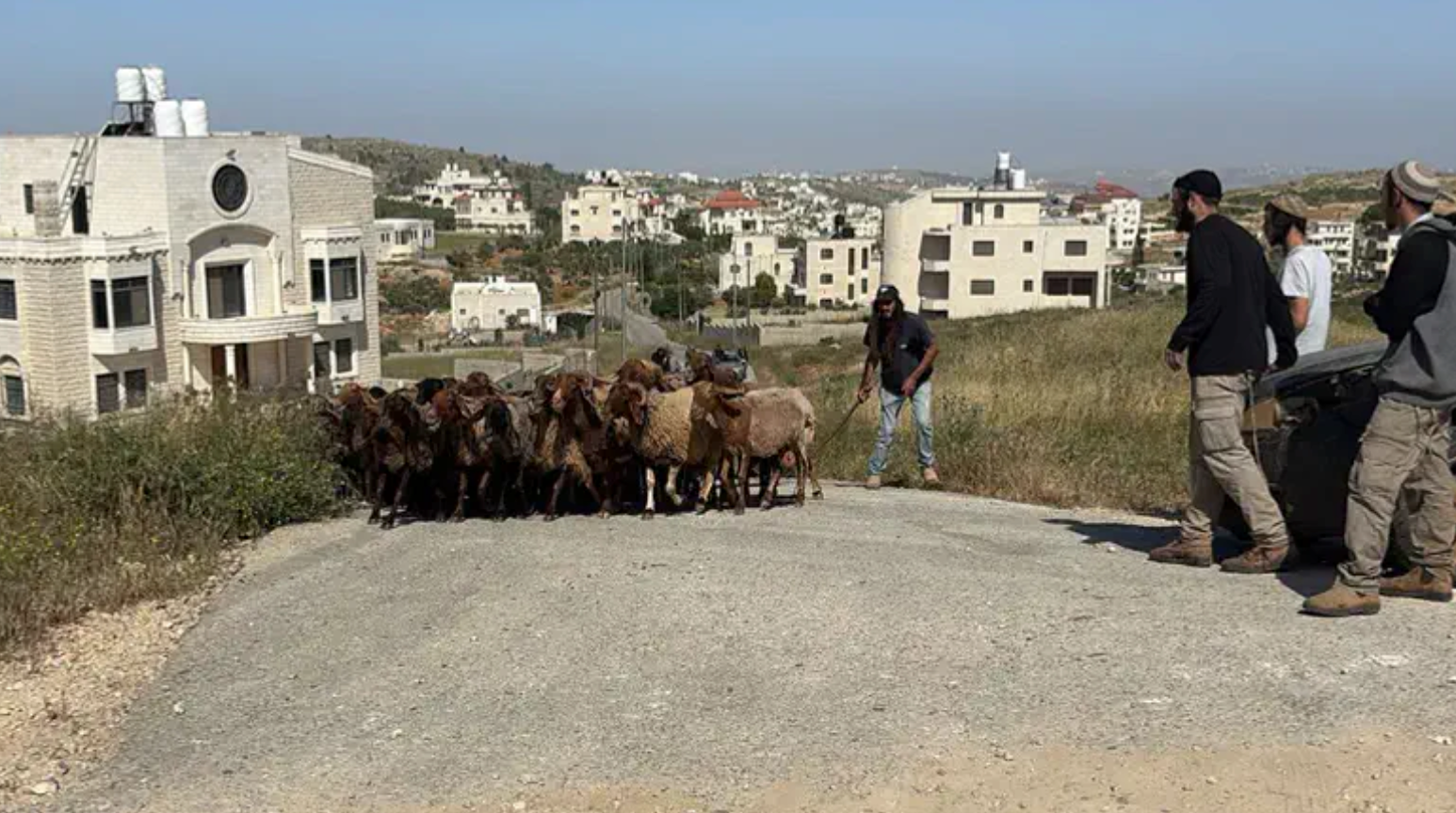 Un troupeau de moutons volé dans une ferme israélienne retrouvé dans un village arabe