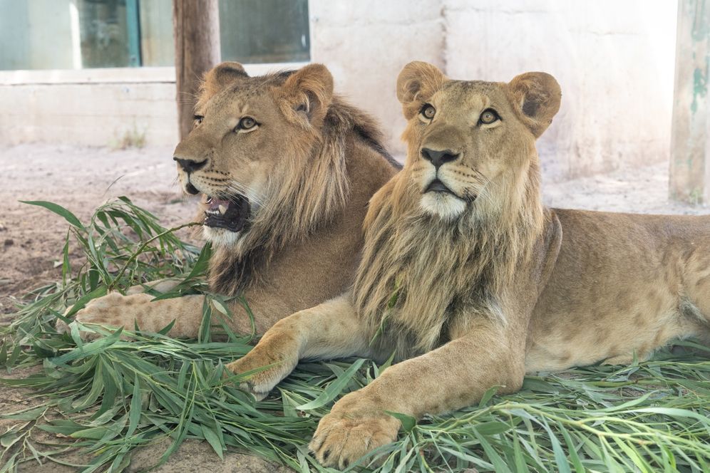 אורי לניאל, רשות הטבע והגנים האריות "בן צור" ו"אורי"