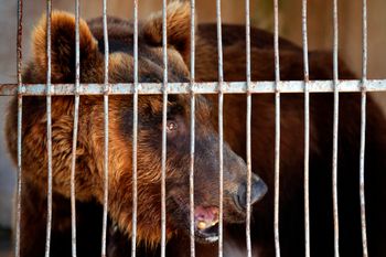 A Syrian brown bear stands inside a cage at a zoo, in the southern port city of Tyre, Lebanon.