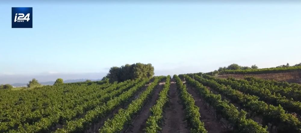Judean Hills vineyard