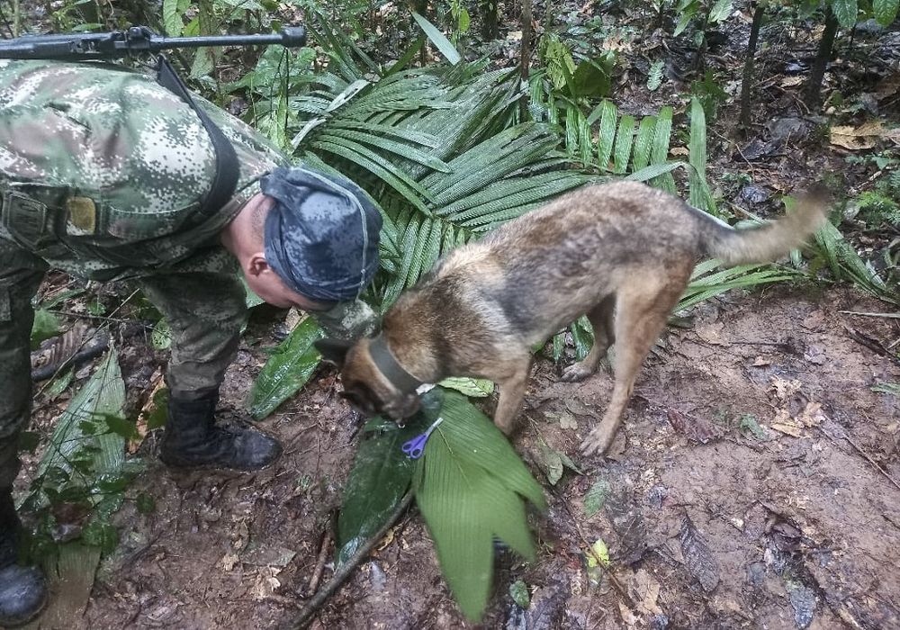 A handout picture released by the Colombian army shows a soldier with a dog checking a pair of scissors found in the forest in a rural area of the municipality of Solano, department of Caqueta, Colombia.