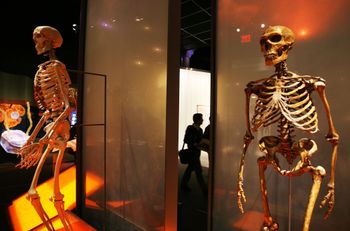 Skeletons of a modern human, left, and a Neanderthal are displayed during media preview at the new Hall of Human Origins of the American Museum of Natural History