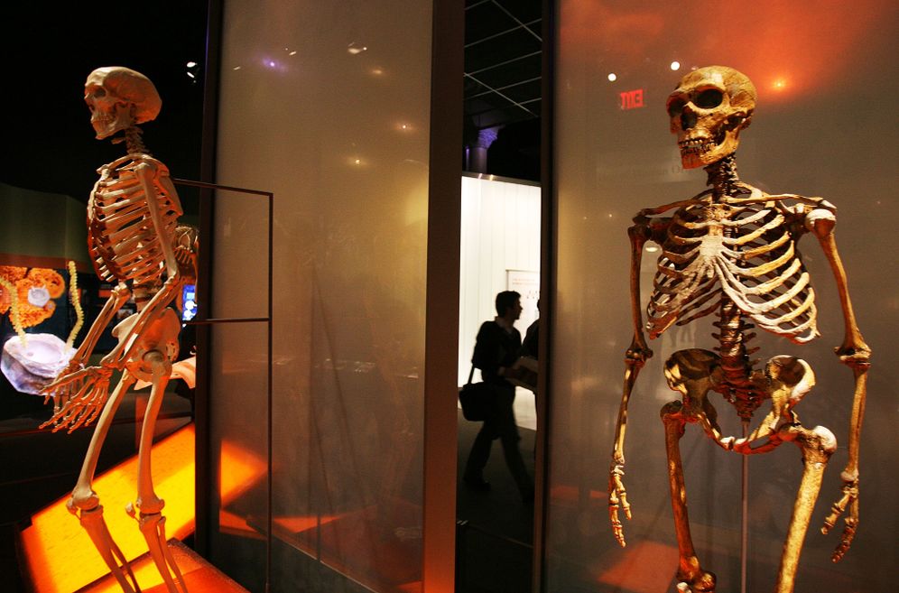 (AP Photo/Dima Gavrysh) Skeletons of a modern human, left, and a Neanderthal are displayed during media preview at the new Hall of Human Origins of the American Museum of Natural History