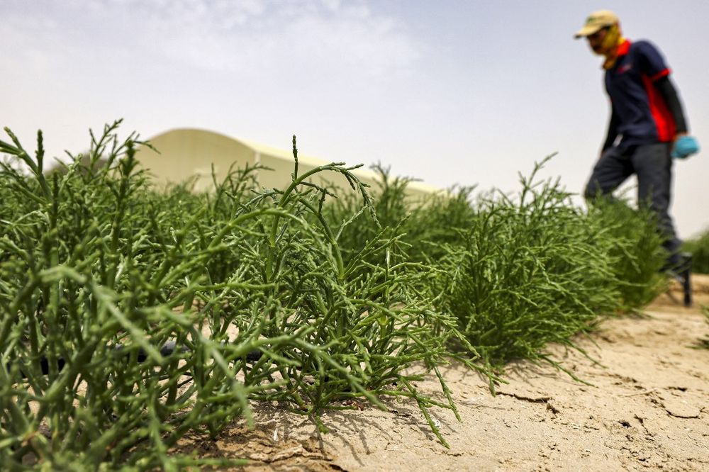 A worker inspects succulent salicornia plants growing on a farm in the desert outside Dubai, the United Arab Emirates.