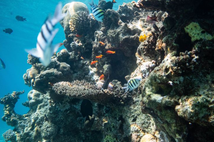 Une étude israélienne montre que la lumière artificielle perturbe le sommeil des poissons de récif