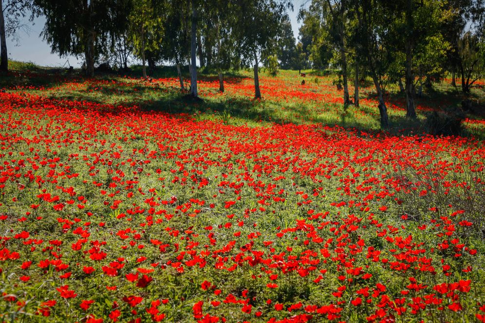 פריחת כלניות באר מרווה