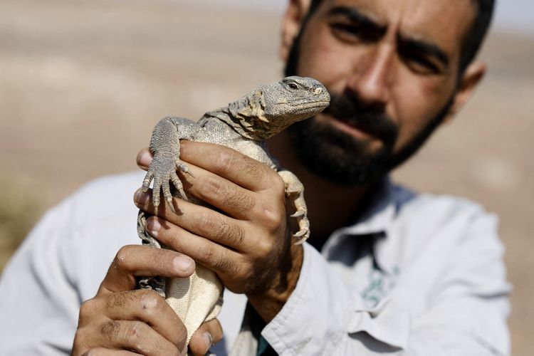 Study Finds At Least 2,000 Reptile Species Facing Extinction - I24NEWS Study Finds At Least 2,000 Reptile Species Facing Extinction - I24NEWS