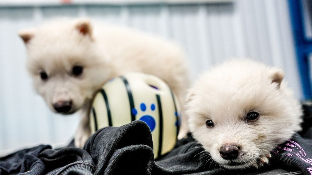 Romulus and Remus, two dire wolves Colossal Biosciences said were brought back from extinction