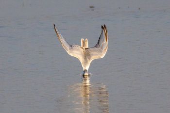 طائر نورس - صورة توضيحية